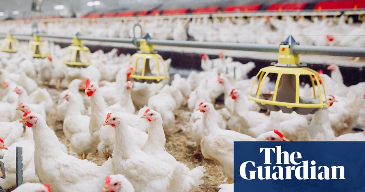 Industrial chicken farming accelerating spread of diarrhoea bacteria, study finds