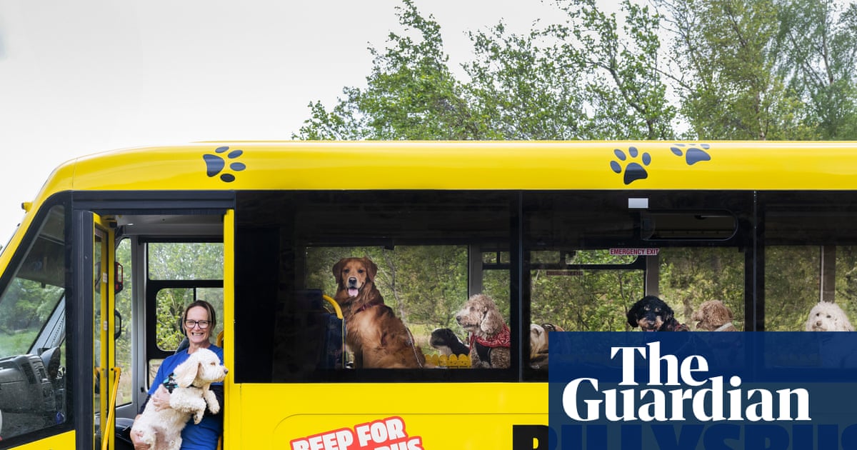 Experience: I drive a bus for dogs