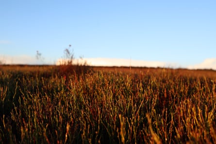 Heather moorland in the early morning sun.