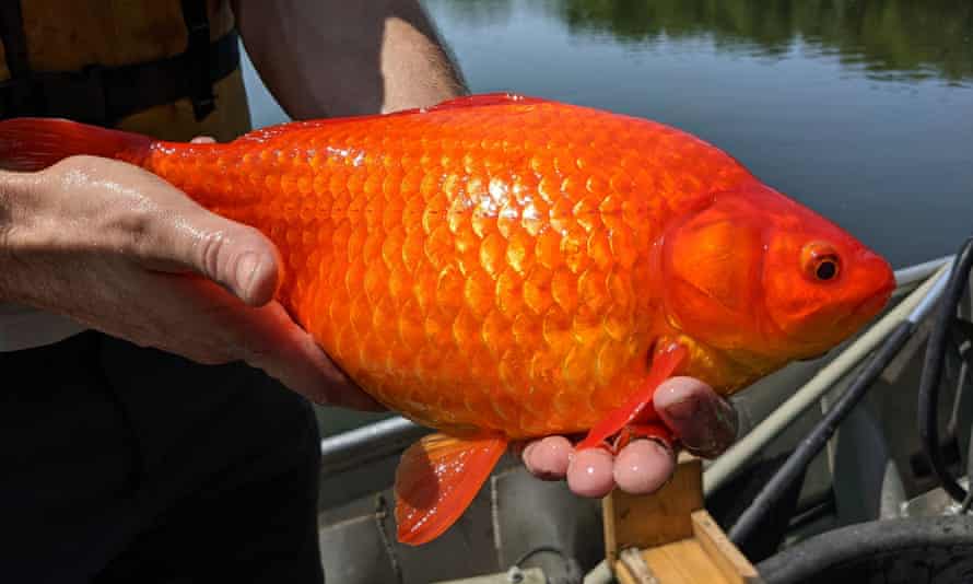 As many as 200m goldfish are bred for the pet trade every year; too many of them end up dumped in lakes where they grow to a monstrous size.