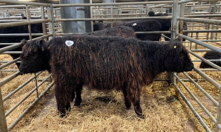 Cows at the Galloway Cattle Society sale.