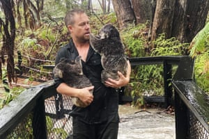 Australian Reptile Park staff member carrying koalas during a flash flood at the Australian Reptile Park in Somersby north of Sydney