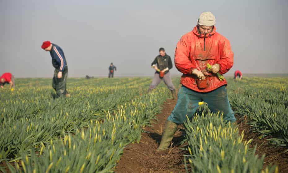Migrant workers picking daffodils in Linconshire.