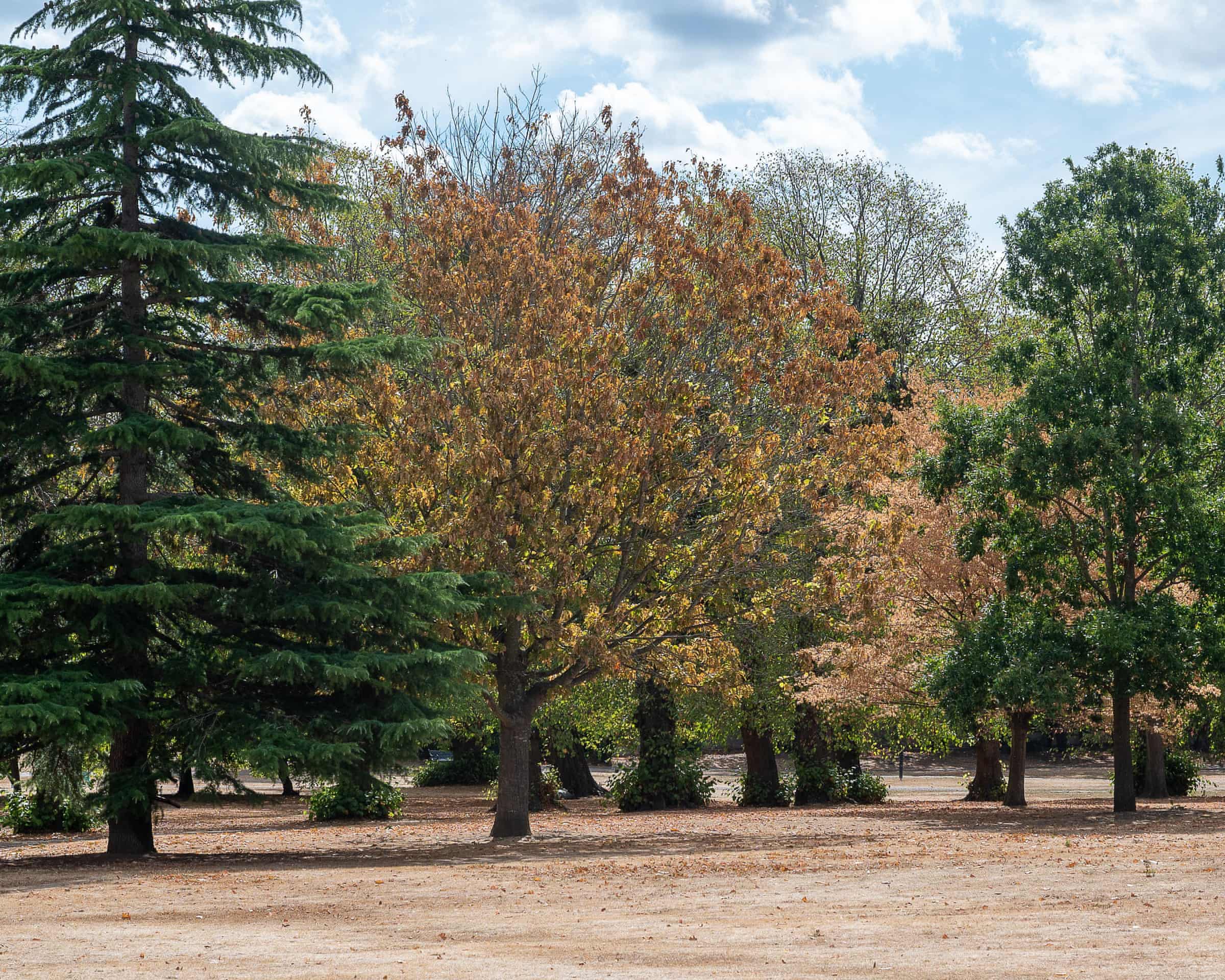 Parched grass and drought-stressed trees in Slough