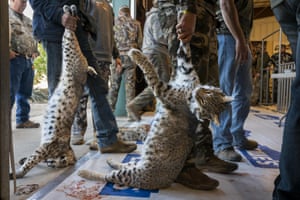 Contestants line up to have their bobcats weighed in the March 2022 West Texas Big Bobcat Contest