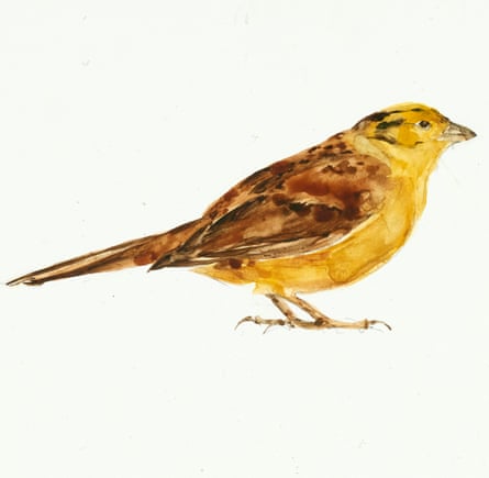 Painting of yellowhammer