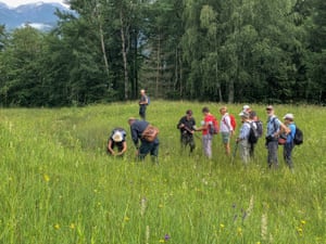 Hunting for wildflowers at the Bohinj International Wild Flower Festival.