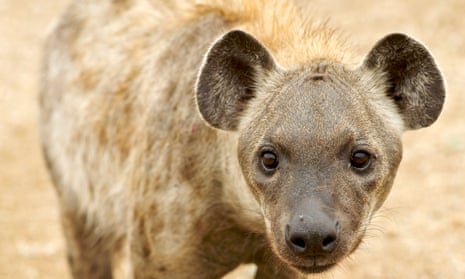 Teenager in serious condition after hyena attack in South Africa | South  Africa | The Guardian