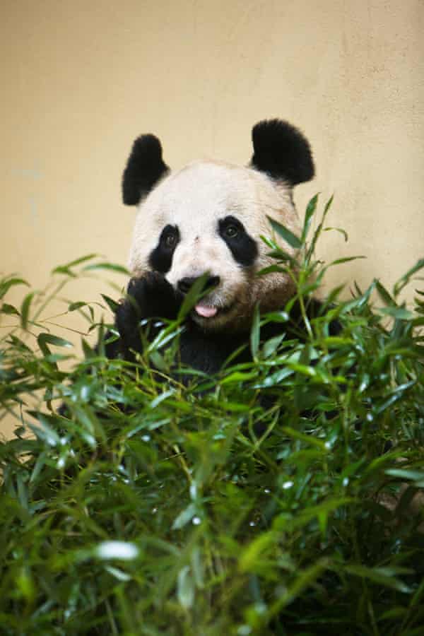 Edinburgh zoo’s female giant panda, Tian Tian