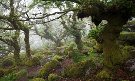 Wistman’s Wood national nature reserve in Devon, UK.
