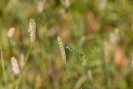 A dragonfly perches on a grass stem.