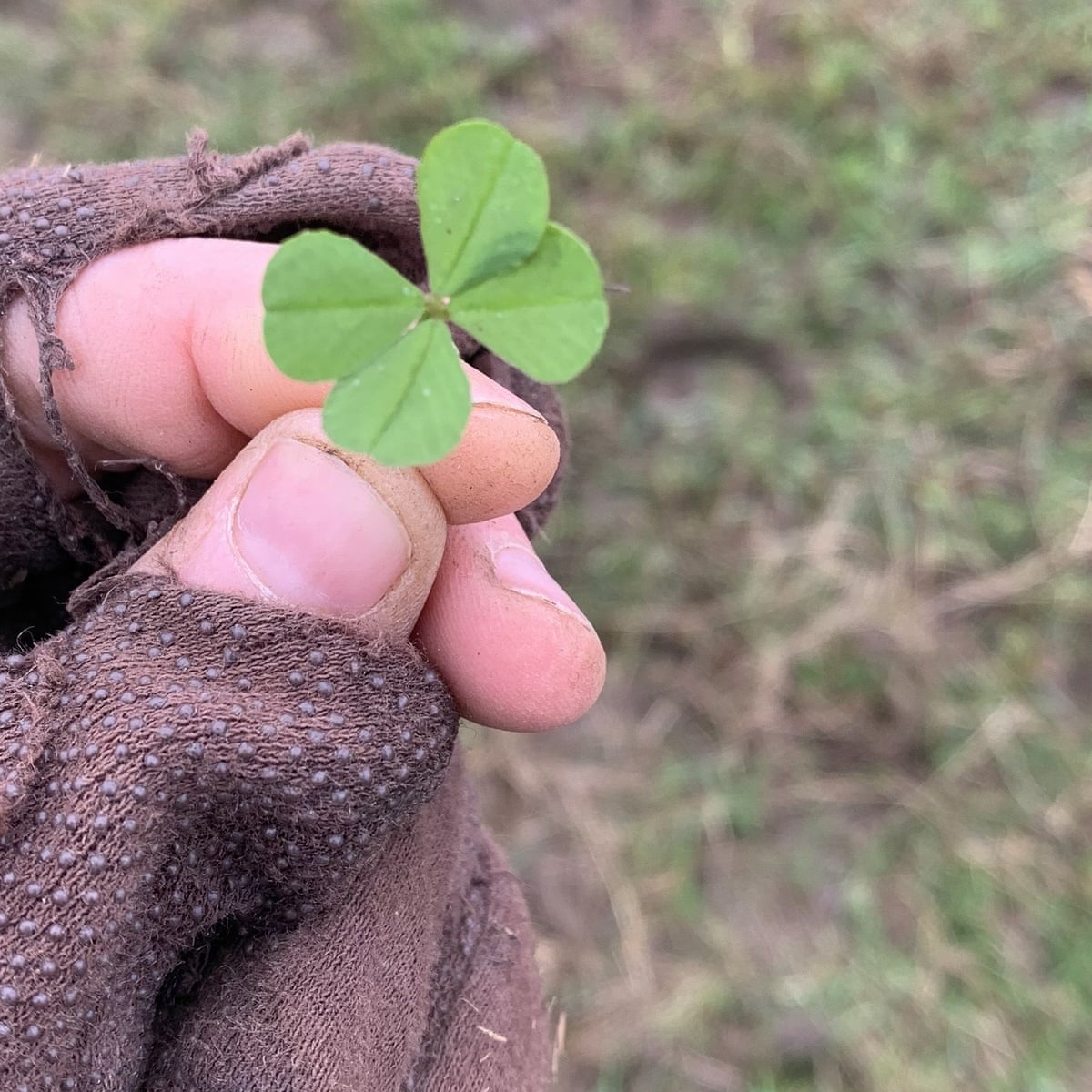 clover