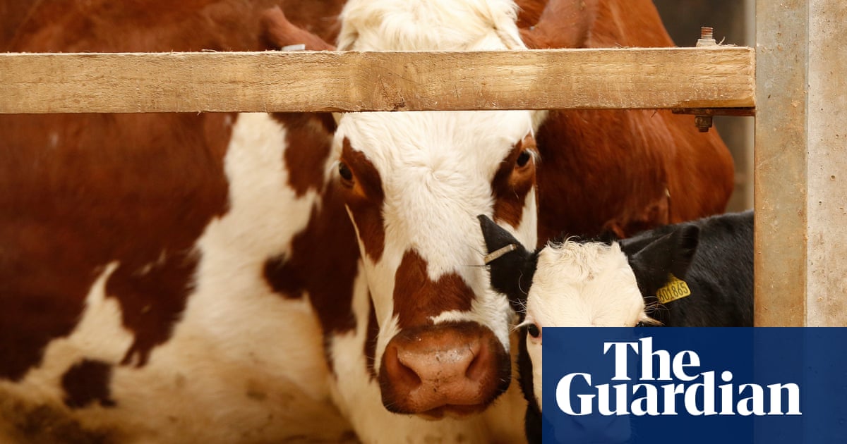Dairy S Dirty Secret It S Still Cheaper To Kill Male Calves Than To Rear Them Environment The Guardian