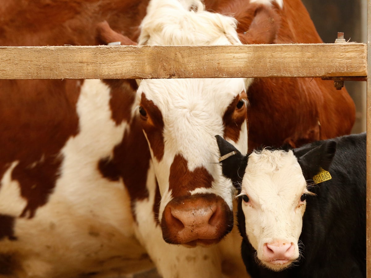Dairy S Dirty Secret It S Still Cheaper To Kill Male Calves Than To Rear Them Farming The Guardian Dairy S Dirty Secret It S Still Cheaper To Kill Male Calves Than To Rear Them Farming The Guardian