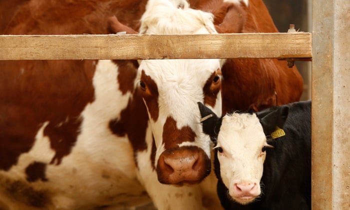 Dairy S Dirty Secret It S Still Cheaper To Kill Male Calves