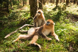 Snub-nosed monkeys seen in Shennongjia natural reserve. Located in Hubei Province, in central-eastern China. Its forest district was added to Unesco’s world heritage list.