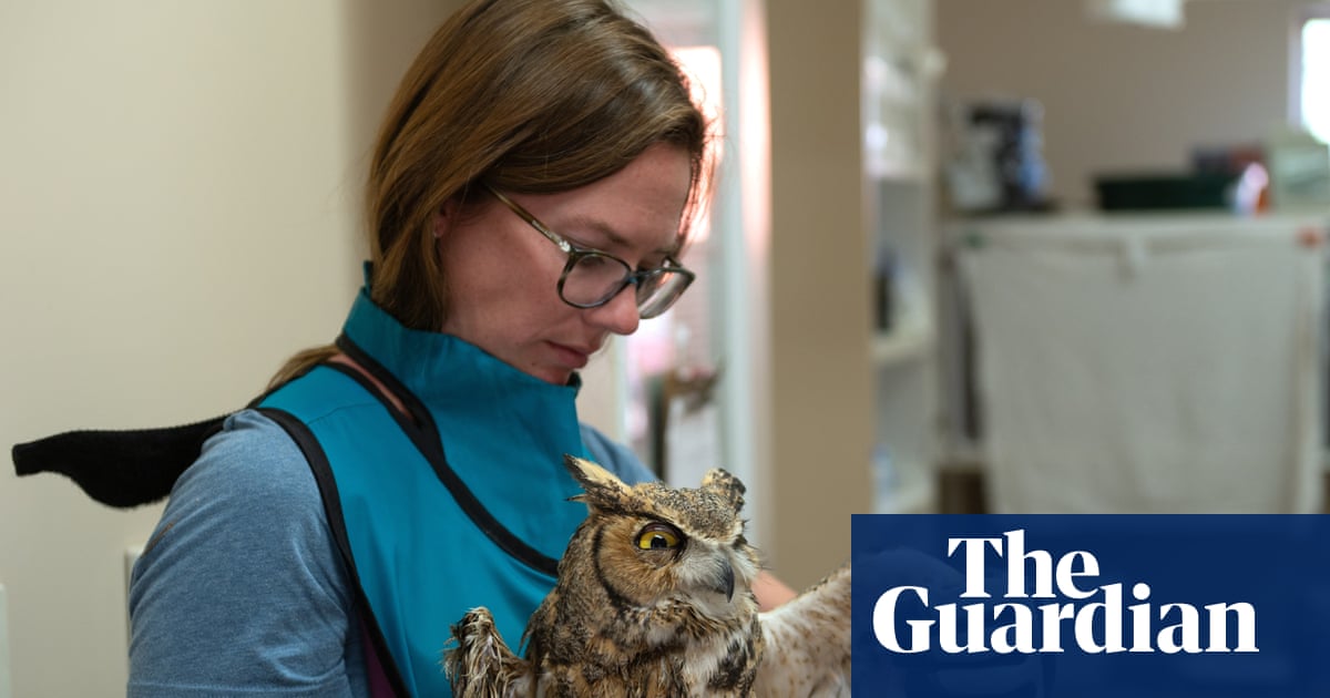 Owl described as fighter' set to fly free after falling into cement mixer in Utah