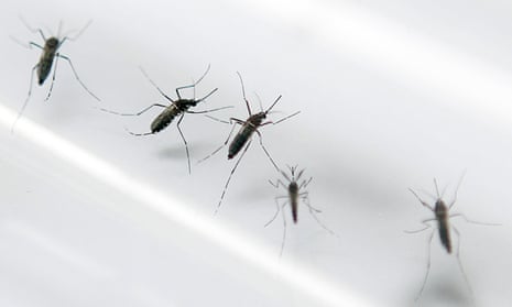 Aedes aegypti are one of two species of mosquito known to carry the Zika virus.