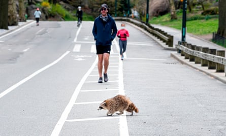 A racoon walks over the running path in almost deserted Central Park in Manhattan, 16 April 2020.