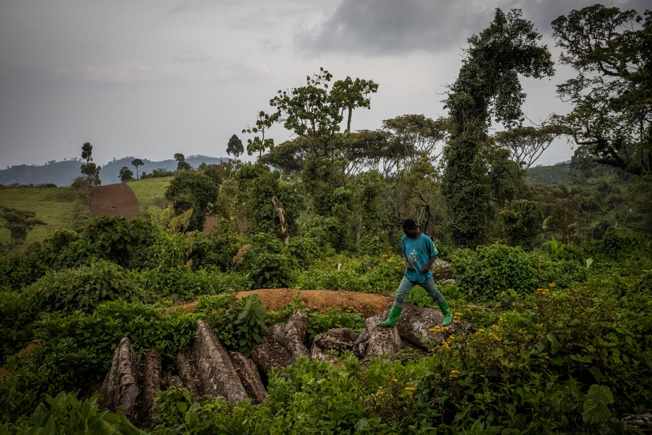 A man from the Batwa community walks on felled trees in deforested land on the edge of Kahuzi Biega national park