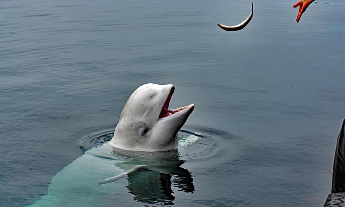 Hvaldimir, a white beluga whale, sticks his head out of the water with his mouth open to catch a fish that a hand is tossing to him.