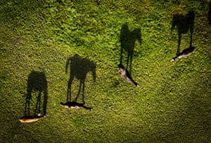 Horses cast shadows in a field in Swillington in West Yorkshire, UK