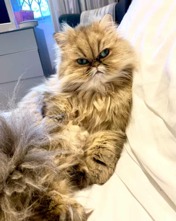 I Gave A Blueberry Facial To A Vegan Dog Inside The Pet