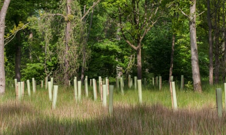 Tree saplings protected by plastic tubes in Shropshire