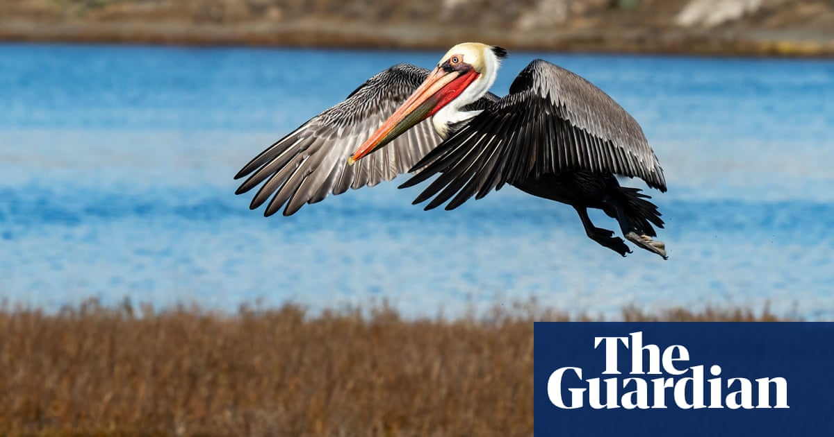 California authorities hunt suspect behind ‘atrocious’ attacks on Pelicans