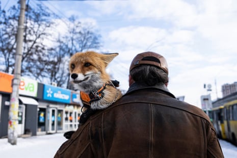 Kostyantyn carries his fox, Ksiuha, to take a bus in Kyiv