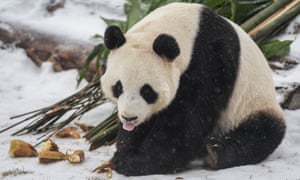 <strong>May</strong><br> Scientists discovered that <a href="http://www.theguardian.com/science/2015/may/19/hard-to-bear-pandas-poorly-adapted-for-digesting-bamboo-scientists-find">pandas are, in fact, poorly adapted for digesting bamboo</a>, offering more insights into why the species is endangered and unleashing a tide of “why do we bother keeping them alive?” comments across the internet. In space news, mild panic was caused by the fact that a Russian Progress cargo spacecraft was <a href="http://www.theguardian.com/science/2015/may/07/russias-progress-spacecraft-set-to-crash-to-earth-within-24-hours">set to crash to Earth</a>, but the<a href="http://www.theguardian.com/science/across-the-universe/2015/may/07/progress-59-spacecraft-what-are-your-chances-of-being-hit-by-falling-debris"> chances of being hit </a>were extremely remote.