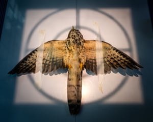 Conservation Single Image. Radiographing.‘This is an injured juvenile Common Hawk-Cuckoo that had been rescued after being hit by a vehicle in the city. The bird had taken shelter under a parked car before being rescued by the Manwith Indies Foundation and sent for treatment under the forest department’s guidance. To assess the damage to its wings, a radiograph was obtained after anaesthetising the bird. Every year, several cuckoo chicks are found under similar circumstances, and foundations like Manwith Indies rescue many of them.’