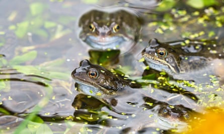 Two common frogs in a pond with vegetation