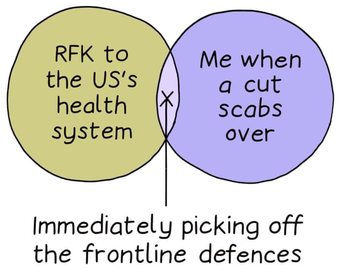 From RFK and a scab to the far right in Europe: Edith Pritchett’s week in Venn diagrams – cartoon