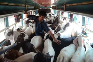 Karachi, Pakistan. Sacrificial animals at a cattle market before Eid-al-Adha preparations