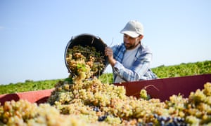 Nose, legs and … carbon footprint? Three things you need to know to pick the perfect wine | Greener grapes 3 Farmer in the vine, harvesting grapes during wine harvest season in vineyard