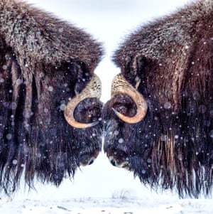 Dois bois almiscarados se enfrentam no Parque Nacional Dovrefjell – Sunndalsfjella, na Noruega. Os machos se enfrentaram para medir suas forças uns contra os outros