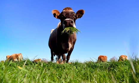 NZEALAND-EARNINGS-FOOD-DAIRY-FONTERRAA photo taken on May 31, 2018 shows a cow eating grass on a dairy farm near Cambridge. - New Zealand’s Fonterra, the world’s largest dairy cooperative, posted its first-ever annual loss on September 13, 2018, admitting it had let farmers down with over-optimistic financial forecasts. (Photo by William WEST / AFP)WILLIAM WEST/AFP/Getty Images