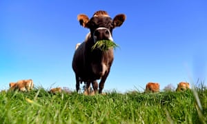 A cow