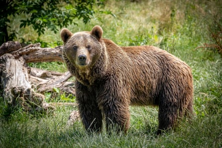 A brown bear in Somiedo natural park in the Cantabrian mountains in Asturias.