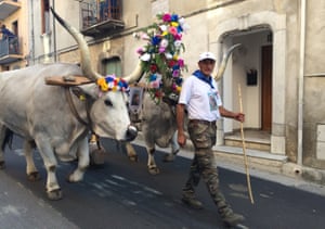 Decorated oxen haul a huge beech tree through the streets of Rotonda at its San Antonio festival.