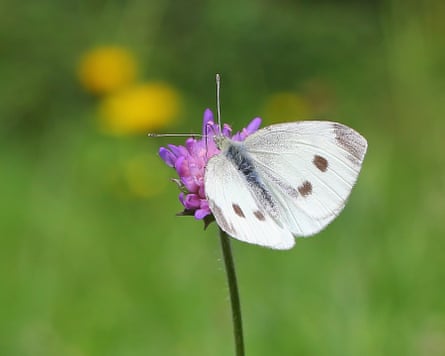 A small white butterfly in London this summer.