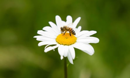 A honey bee on a chamomile flower