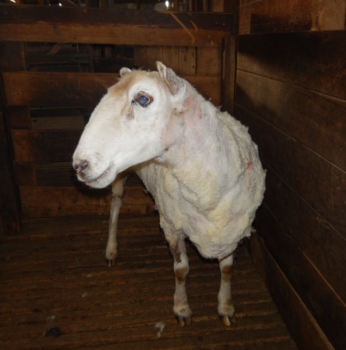 Who Ewe Calling Shaggy Fugitive Australian Sheep Relieved Of 20kg Fleece World News The Guardian