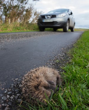 Apocalipsis hedgehog: la lucha para salvar a gran Bretaña favorito de los mamíferos 3 Hedgehogs are declining more slowly in car-filled towns than in the countryside.