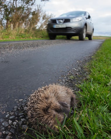 Hedgehogs are declining more slowly in car-filled towns than in the countryside.