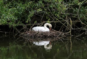 A swan sits on a nest in St James’s Park in London, UK