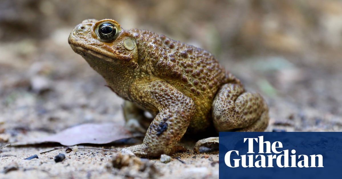 NSW on alert after more than a dozen cane toads found an hour north of Sydney