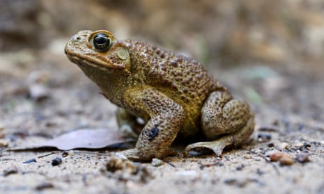 NSW authorities fear the discovery of cane toads a property in the rural town of Mandalong, west of Lake Macquarie could be catastrophic for local wildlife and pets. 