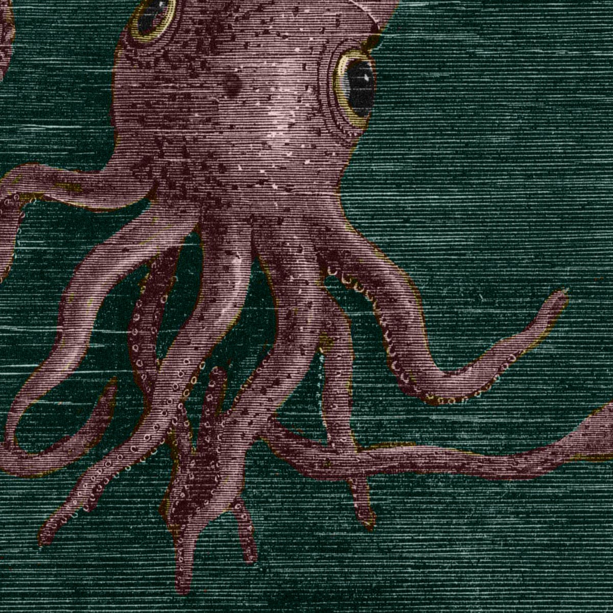 Searching For The Old Ones Lovecraftian Giant Cephalopods And The Fossil Record Palaeontology The Guardian Searching For The Old Ones Lovecraftian Giant Cephalopods And The Fossil Record Palaeontology The Guardian